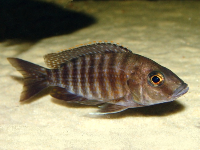 Aulonocara stuartgranti 'Ntekete'